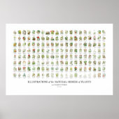 Natural Orders of Plants - All Illustrations ポスター (正面)