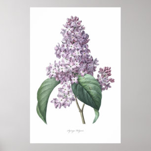 Nature,botanical print,flower art of  Lilac ポスター