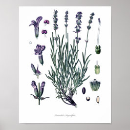 Nature,botanical print,flower art of True Lavender ポスター