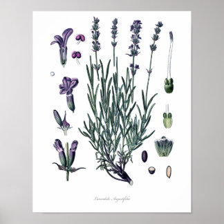 Nature,botanical print,flower art of True Lavender ポスター