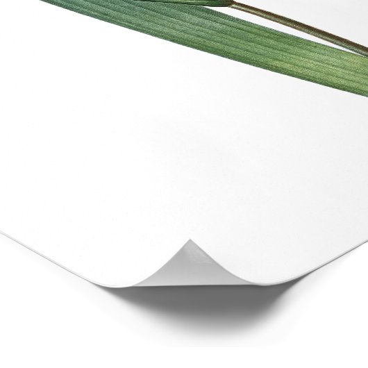 Nature,botanical print,flower art poster of Iris ポスター (角)