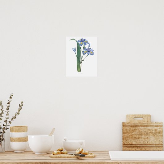 Nature,botanical print,flower art poster of Iris ポスター (キッチン)