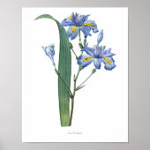 Nature,botanical print,flower art poster of Iris ポスター (正面)