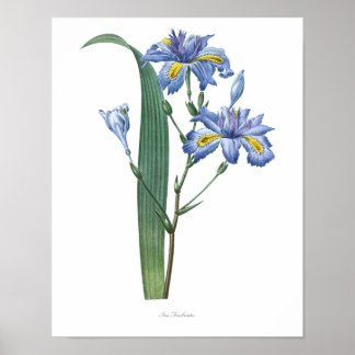 Nature,botanical print,flower art poster of Iris ポスター