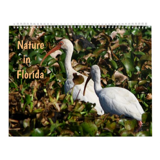 Nature in Florida カレンダー (カバー)