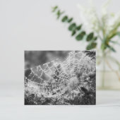 Nature's Artist - The Spider'sくもの巣 – 写真 ポストカード (スタンド正面)
