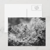 Nature's Artist - The Spider'sくもの巣 – 写真 ポストカード (正面/裏面)