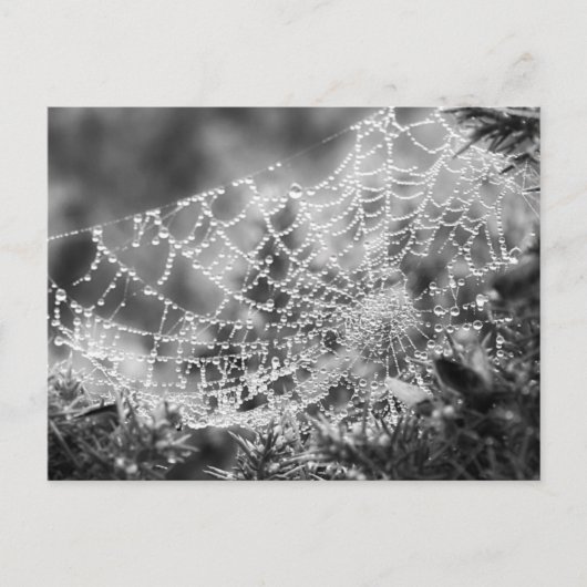 Nature's Artist - The Spider'sくもの巣 – 写真 ポストカード (正面)