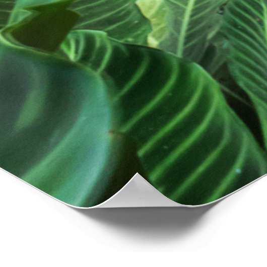 Nature's Bliss ポスター (角)