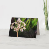 Nature's Seed :写真マクロカード カード (正面)