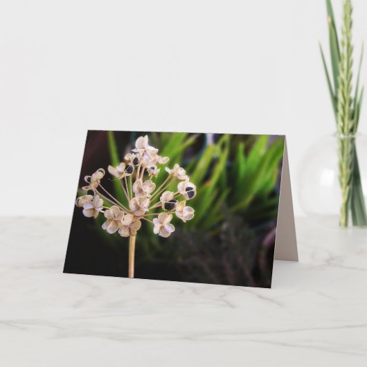 Nature's Seed :写真マクロカード カード (正面)