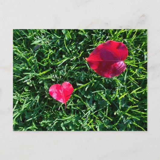 Natures valentine: heart shaped red leaf シーズンポストカード (正面)