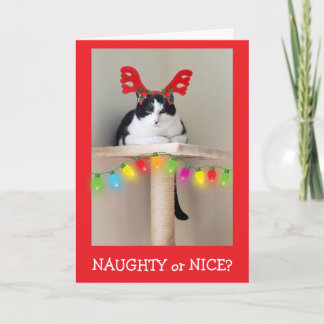 Naughty or Nice Funny Cat Christmas  シーズンカード