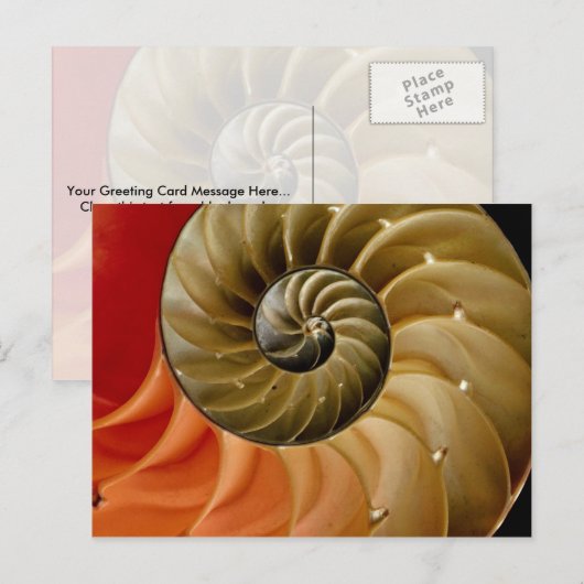 Nautilusシェル写真 ポストカード (正面/裏面)