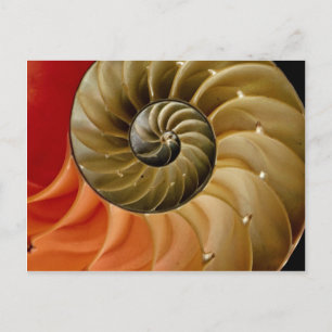Nautilusシェル写真 ポストカード