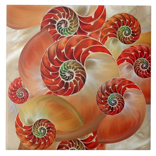 Nautilus Shells タイル (正面)