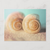 Nautilus Shells On Beach ポストカード (正面)