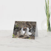 Nazca Bird Friendship Greeting Card カード (正面)