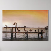 NCペリカン ポスター (正面)