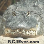 NC4Ever.comからAlligator Laptopステッカー シール (正面)