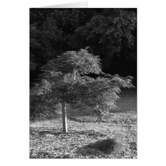 NC /なし、カード (正面)