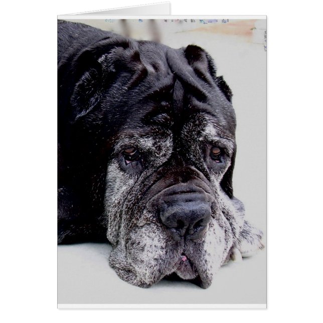 neapolitan mastiff.png (正面)