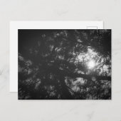 Neem木の反射 ポストカード (正面/裏面)