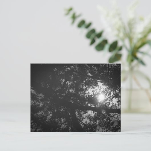 Neem木の反射 ポストカード (スタンド正面)