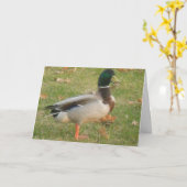 "Neighborhood Mallard #2"サンキューカード カード (黄色い花)