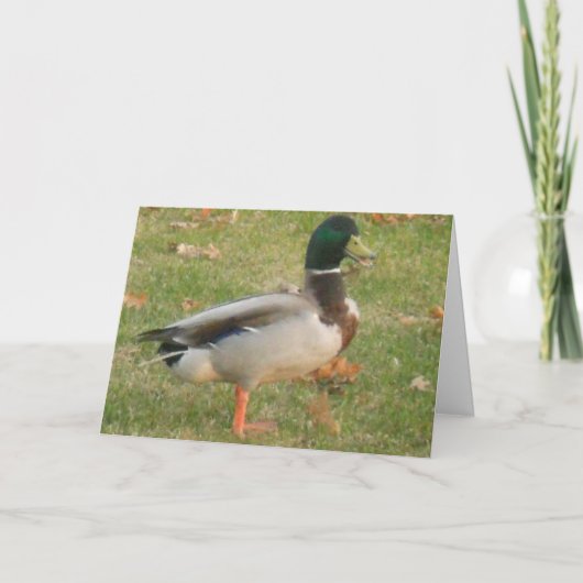 "Neighborhood Mallard #2"サンキューカード カード (正面)