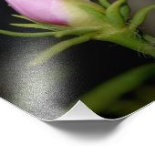 Neil Jones Photography -バラの誕生 フォトプリント (角)