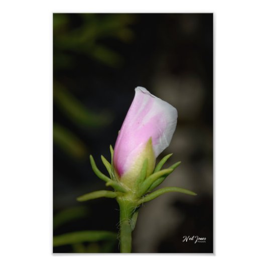 Neil Jones Photography -バラの誕生 フォトプリント (正面)