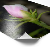 Neil Jones Photography -バラの誕生 フォトプリント (角)