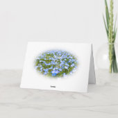 NEMOPHILA（Baby Blue Eyes） カード (裏面)