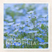 NEMOPHILA（Baby Blue Eyes） ガラスコースター (正面)