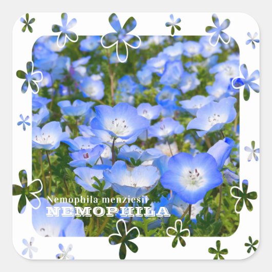 NEMOPHILA(Baby Blue Eyes) スクエアシール (正面)