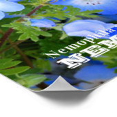 NEMOPHILA（Baby Blue Eyes） ポスター (角)