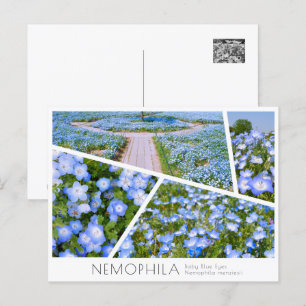 NEMOPHILA（Baby Blue Eyes） ポストカード