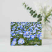 NEMOPHILA(Baby Blue Eyes) ポストカード (スタンド正面)