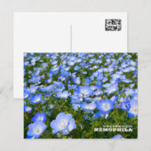 NEMOPHILA(Baby Blue Eyes) ポストカード (正面/裏面)