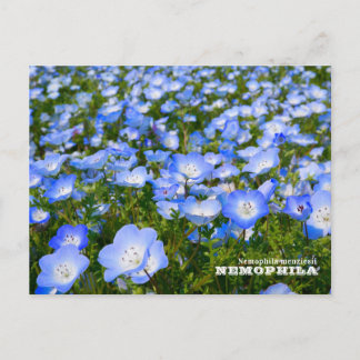 NEMOPHILA(Baby Blue Eyes) ポストカード