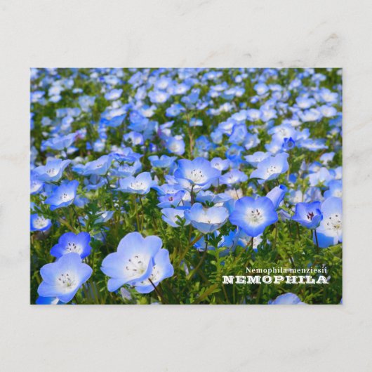 NEMOPHILA(Baby Blue Eyes) ポストカード (正面)