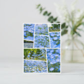 NEMOPHILA（Baby Blue Eyes） ポストカード (スタンド正面)