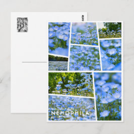 NEMOPHILA(Baby Blue Eyes) ポストカード