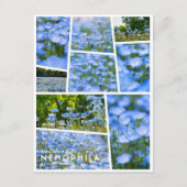 NEMOPHILA（Baby Blue Eyes） ポストカード (正面)