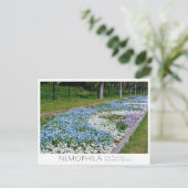 Nemophila Flower Bed ポストカード (スタンド正面)
