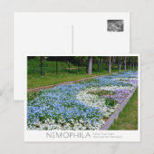 Nemophila Flower Bed ポストカード (正面/裏面)