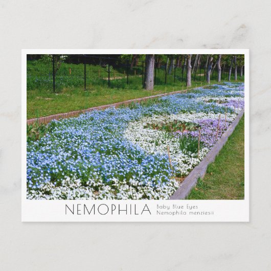 Nemophila Flower Bed ポストカード (正面)