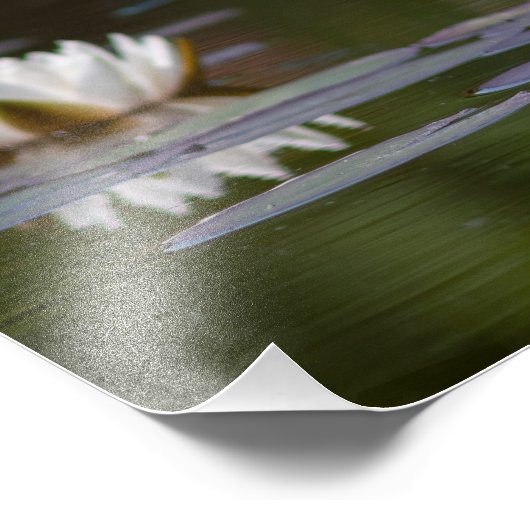 Nénuphars blancs フォトプリント            (角)