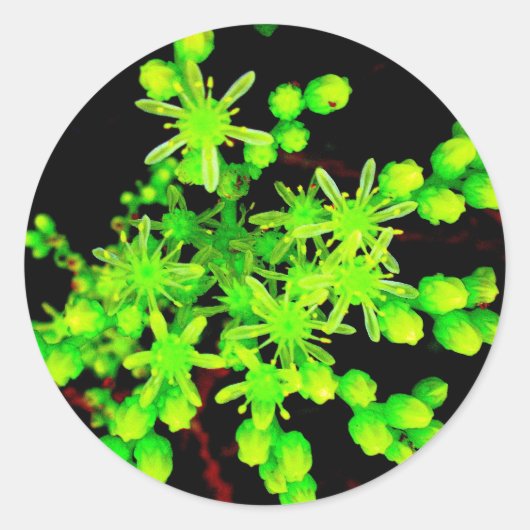 Neon Flower ラウンドシール (正面)